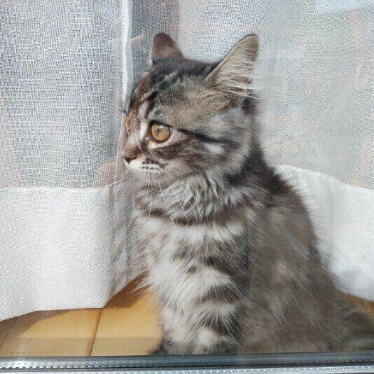 サイベリアンの才太郎くん♪