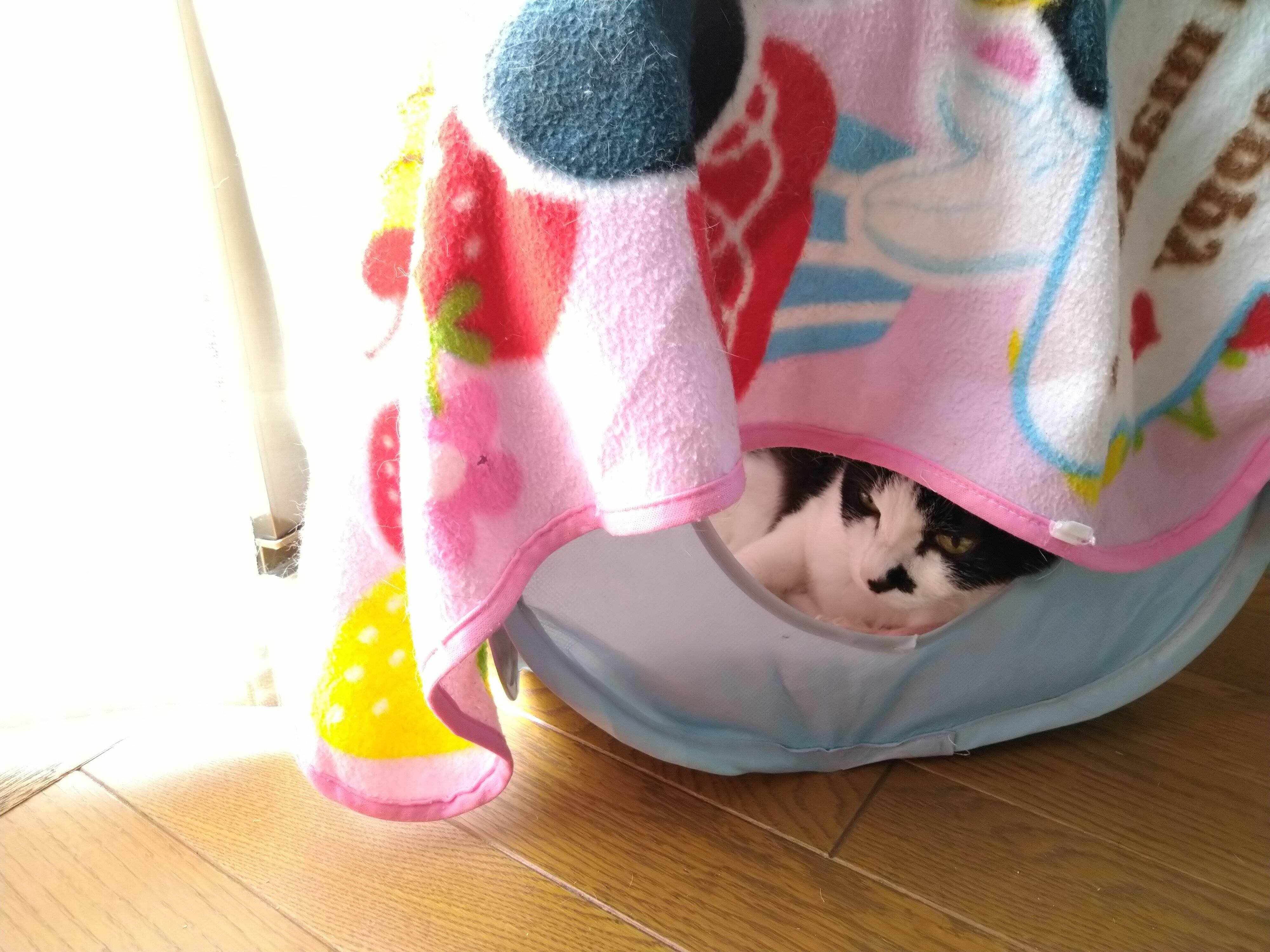 にゃー キューブ型キャットテントが装飾される