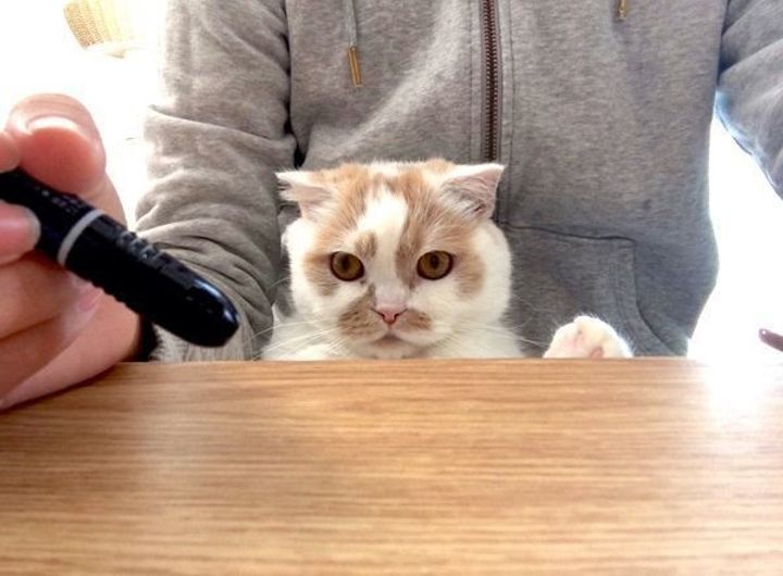 画像 うに 猫 飼い主 仕事 クールなイラスト写真100
