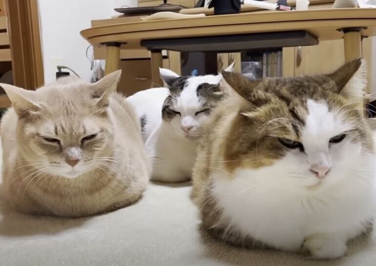 香箱座りの猫たち