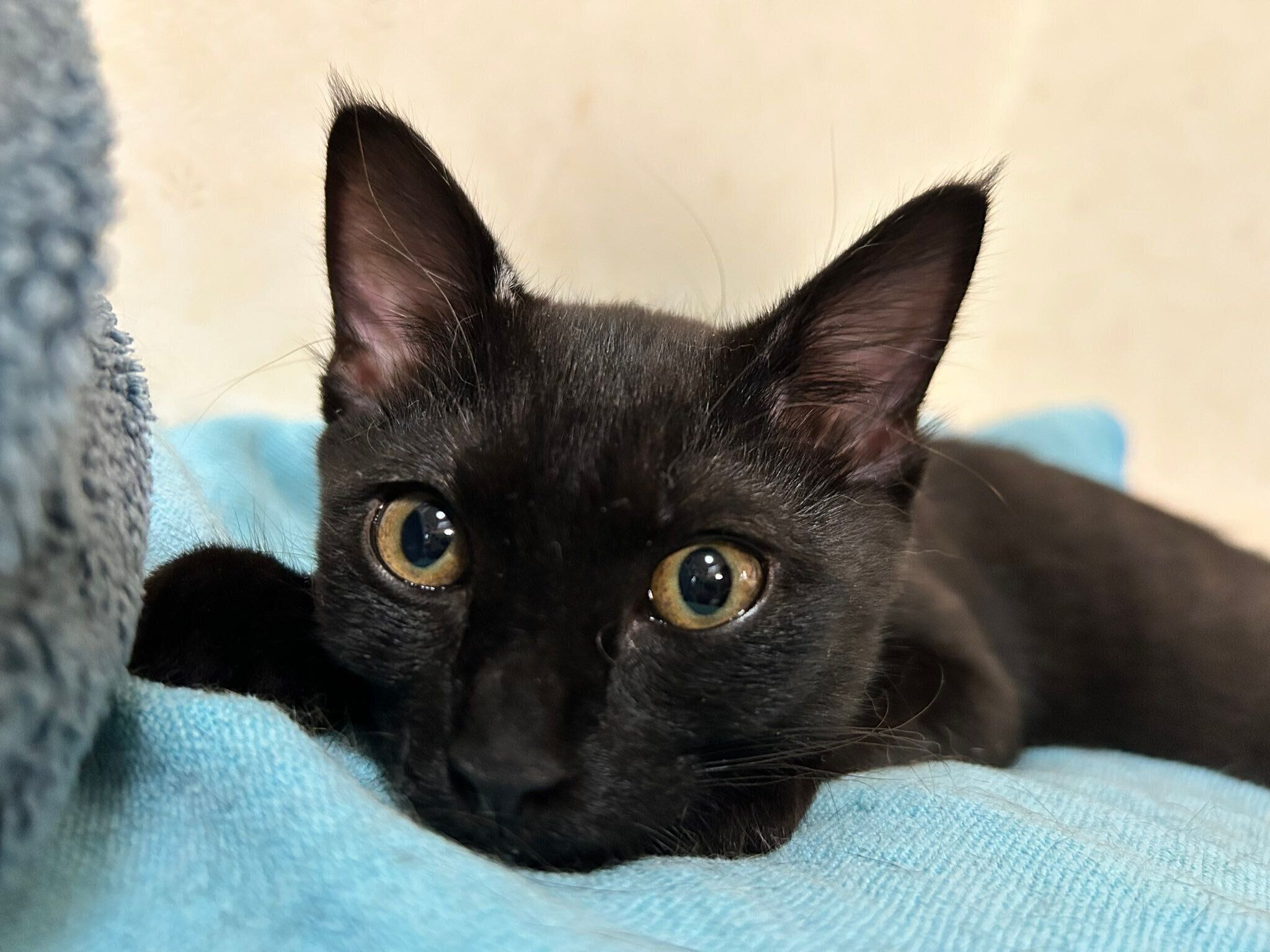 まったりするハロちゃん