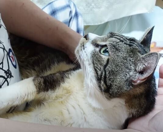 猫　リキちゃん