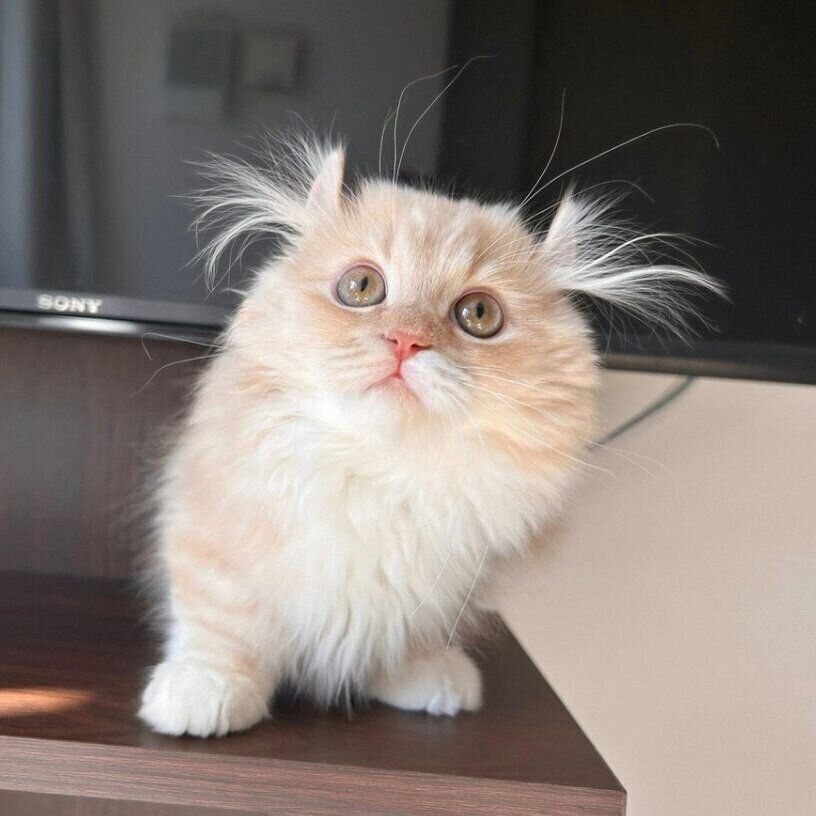 耳毛が可愛いぽこたくん