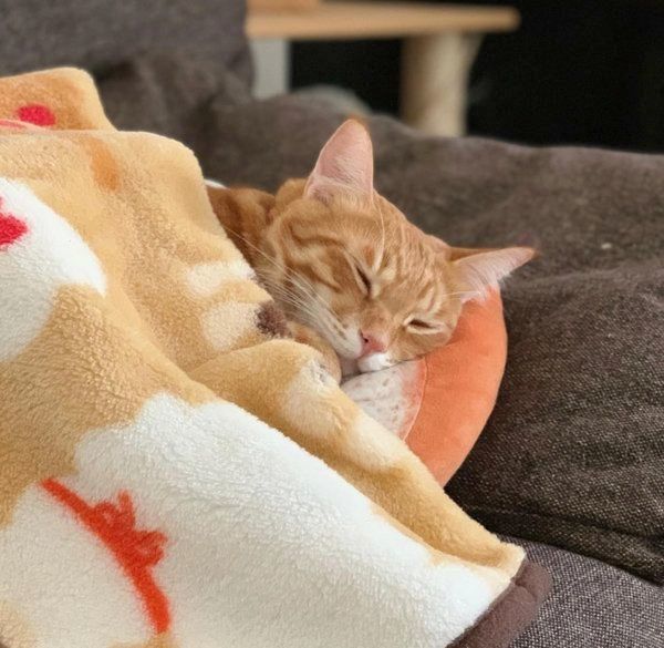 茶トラのウニくん