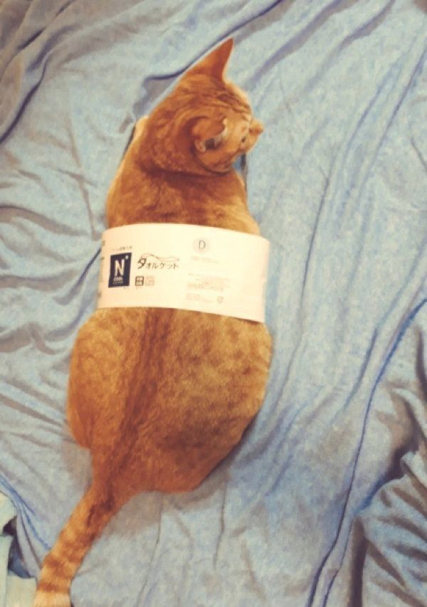 ラベルの中に入る茶トラ