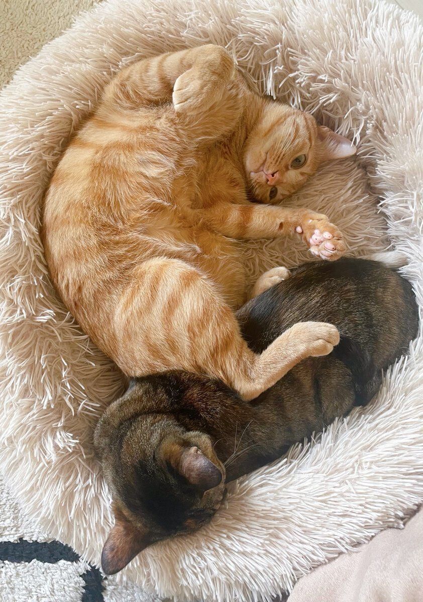 ベッドに入るちゃるくんとめろちゃん