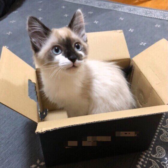 箱に入る猫