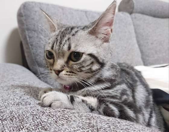 スコティッシュフォールドのメロンちゃん