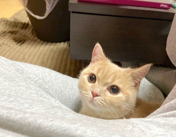 ひょっこりするむぎくん