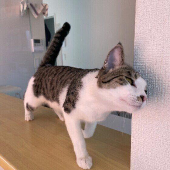 MIXサバトラのきなこちゃん