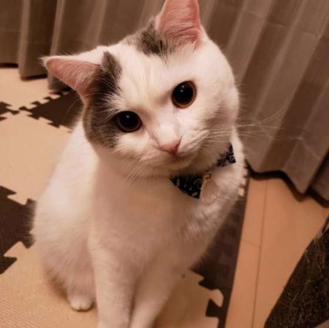 瞳孔が開いて黒目も大きい 猫が 目を見開いている ときの心理 ねこのきもちweb Magazine 瞳孔が開いて黒目も大きい 猫が 目を見開いている ときの心理 ねこのきもちweb Magazine