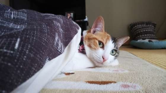 こたつに入っているミケ