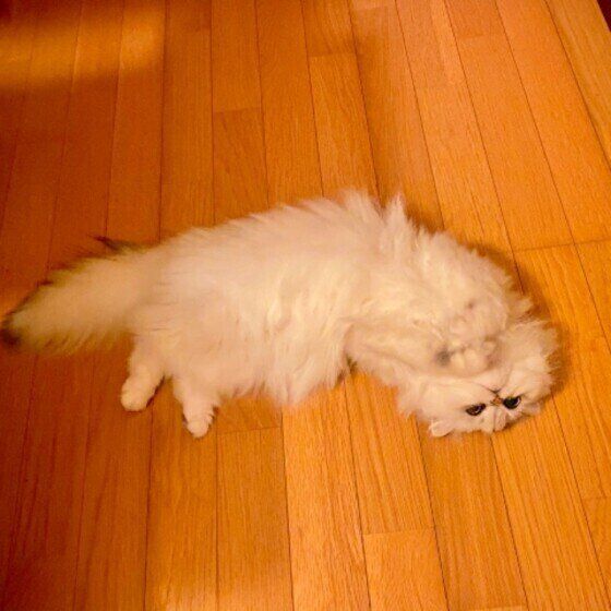 くつろぐペルシャ