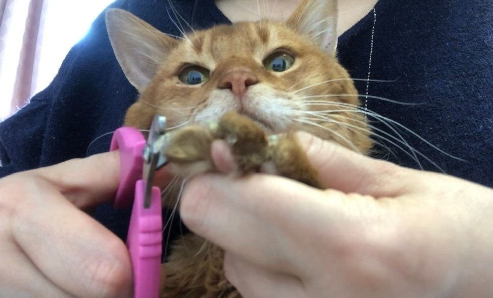 108円の実力は Can Do の 猫用爪切り 使ってみた ねこのきもちweb Magazine 108円の実力は Can Do の 猫用爪切り 使ってみた ねこのきもちweb Magazine