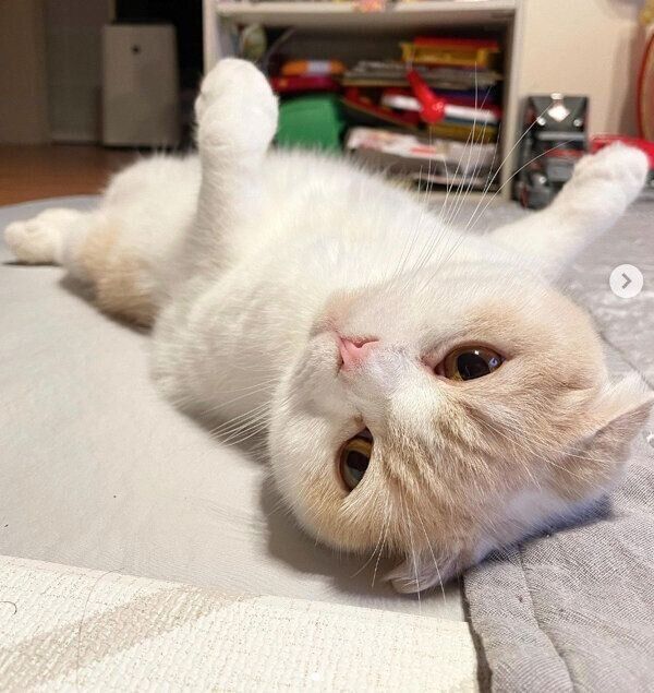 ヘソ天するこてつくん