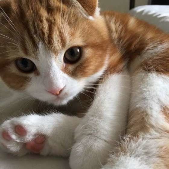 愛猫と1日にどれくらいの時間遊ぶ 圧倒的に多いのは Fwf ねこのきもちweb Magazine