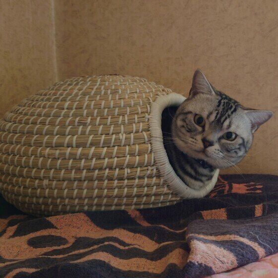 顔を出すれおんくん（アメリカンショートヘア）