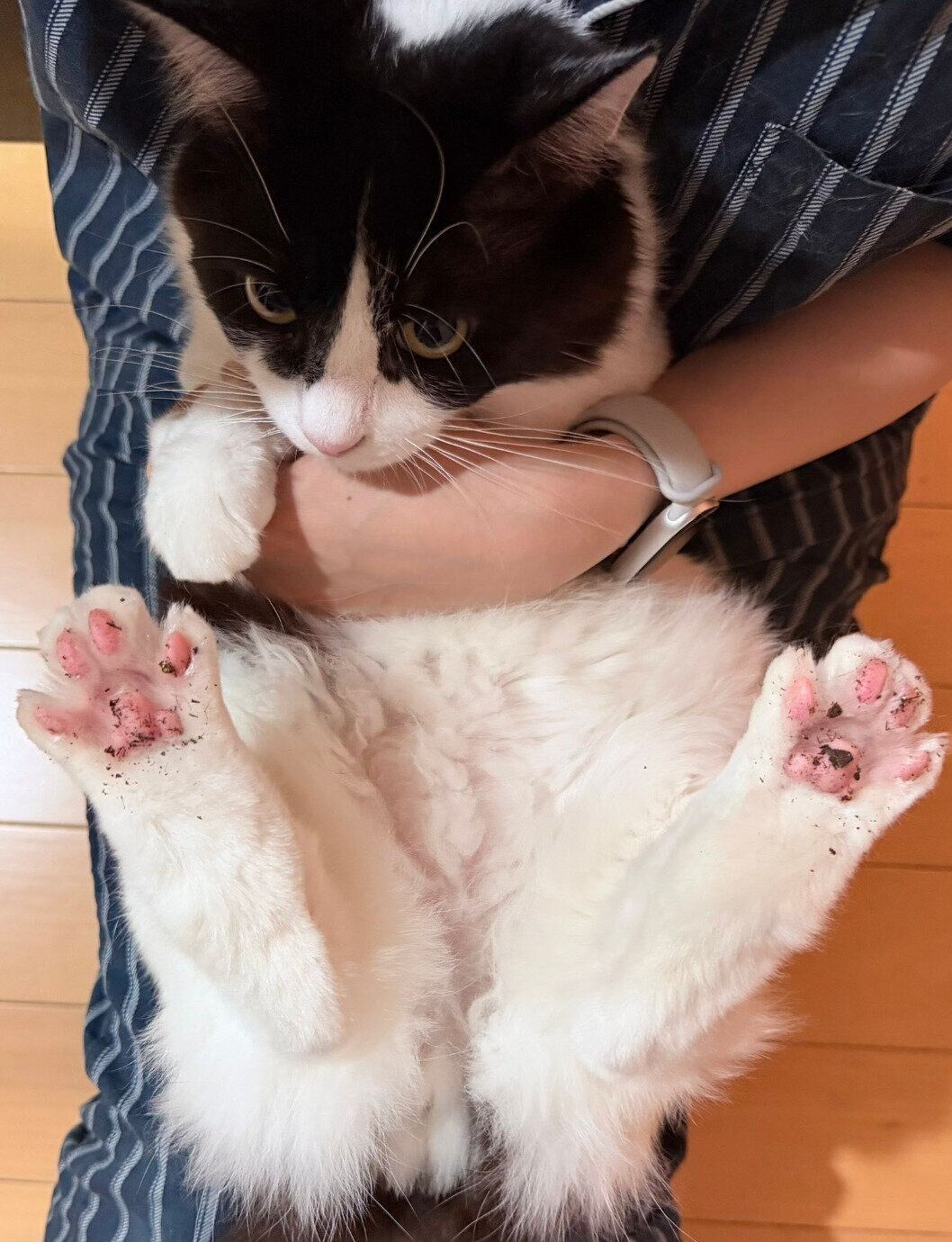 観葉植物の土を踏んで肉球が汚れたなつめくん