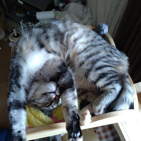 MIXサバトラのさくらちゃん