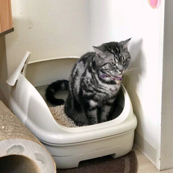 おトイレ中のアメリカンショートヘア