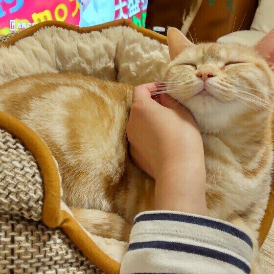 撫でられるアメリカンショートヘアの女の子