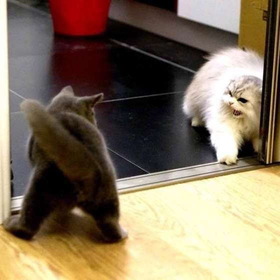 初対面でケンカする多頭飼いの猫たち（スコティッシュフォールド・ロングヘア）