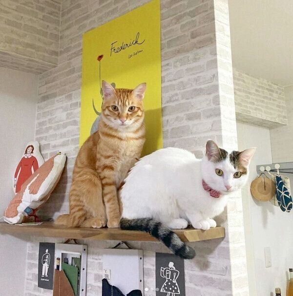 見つめるおかかくんとはらみちゃん