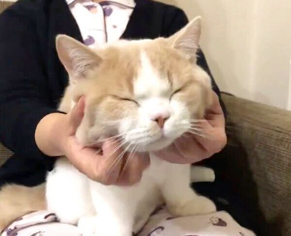 マッサージを受けるてんぷらくん