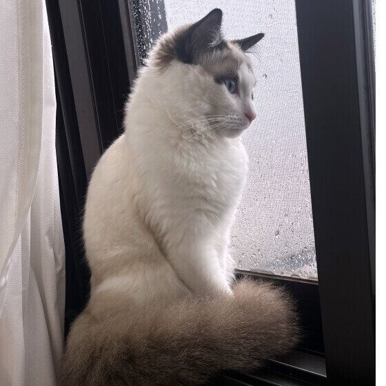 窓辺に佇むラグドールのシンバくん