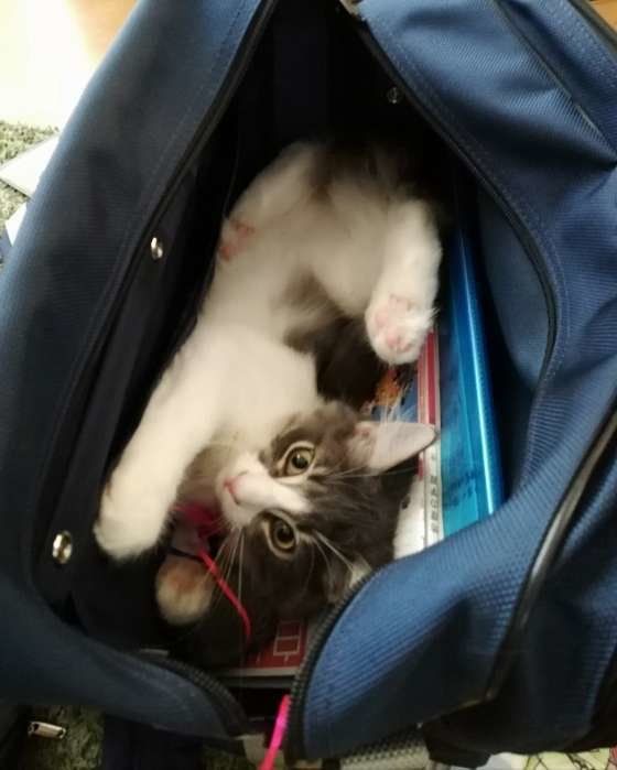 カバンの中で遊ぶノルウェージアンフォレストキャット