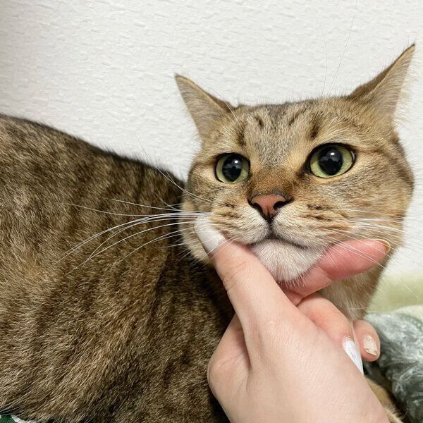 アゴ乗せするみにらくん