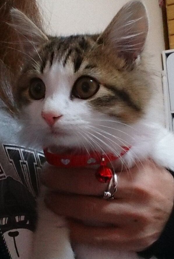 飼い主に抱かれる生後3カ月の子猫