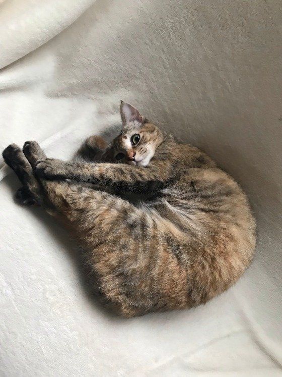 こちらを見る猫