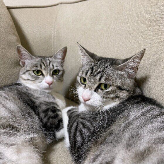 仲良しなこはなちゃんたち