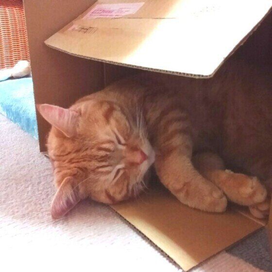 ダンボールに入って眠るスコティッシュフォールド