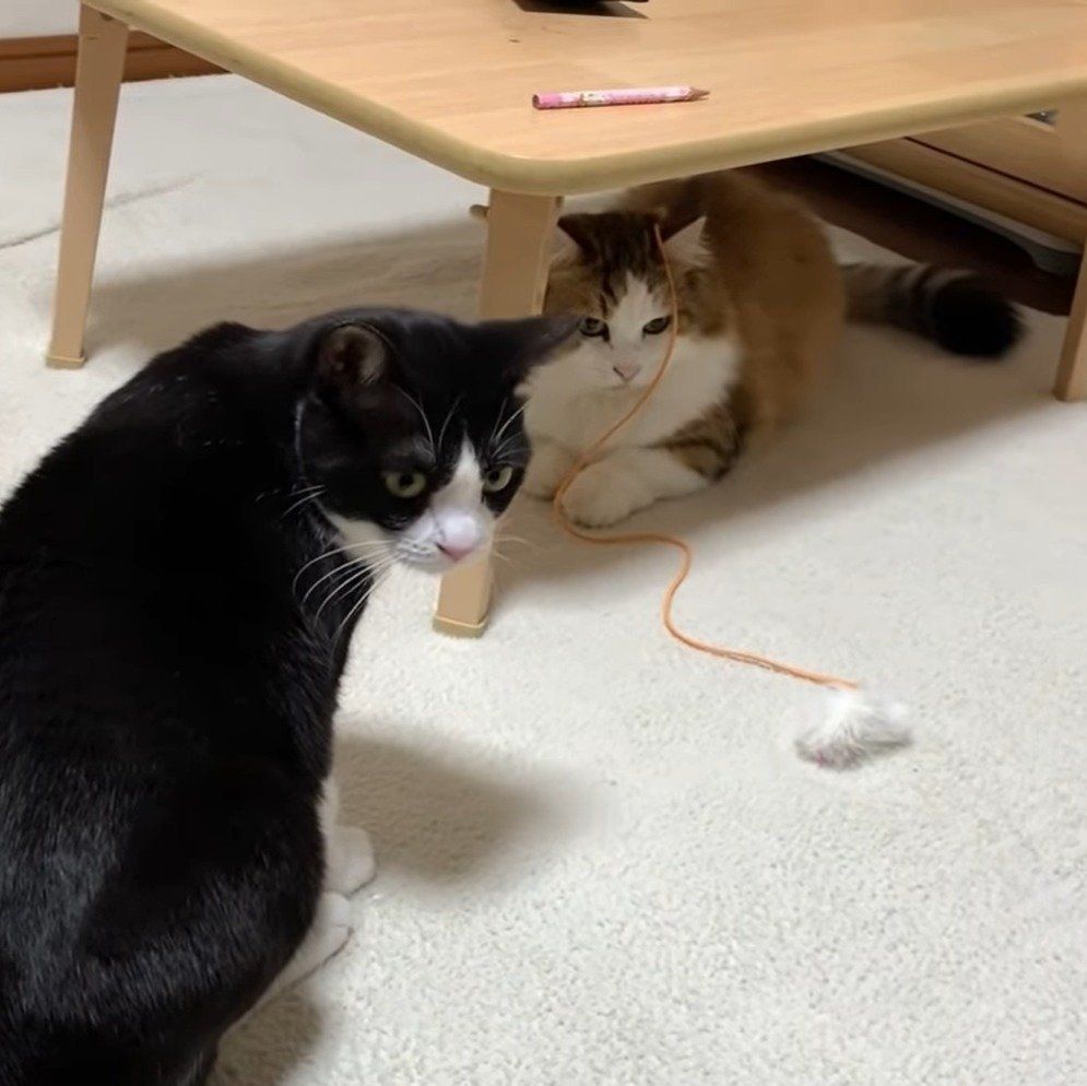 おもちゃで遊ぶ夫婦猫