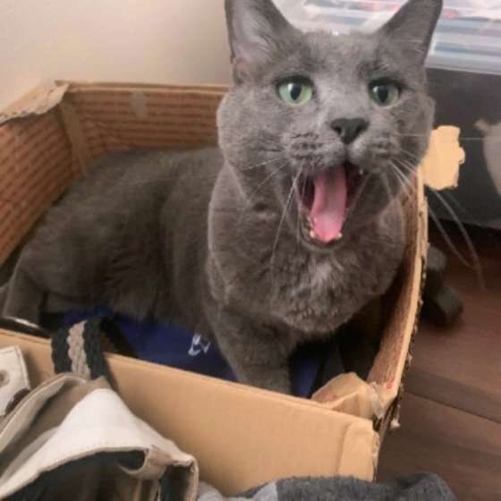 あくびをするMix