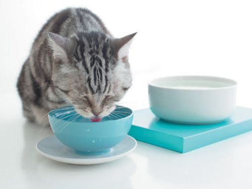 水を飲む猫　画像／「ねこのきもち」2018年8月号