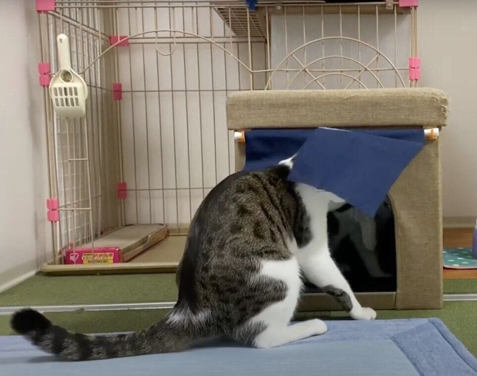 モモちゃん&ねこたちゃんと「湯」のれん