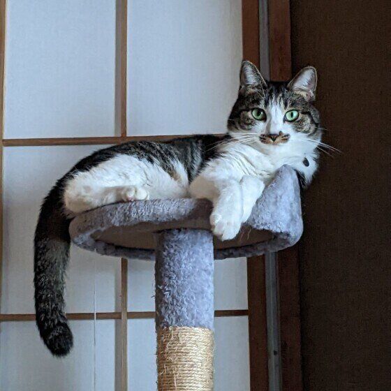 キャットタワーの上の猫