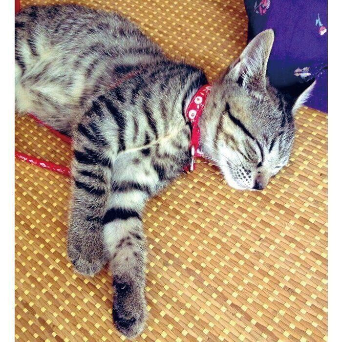寝たふりをするちょびちゃん