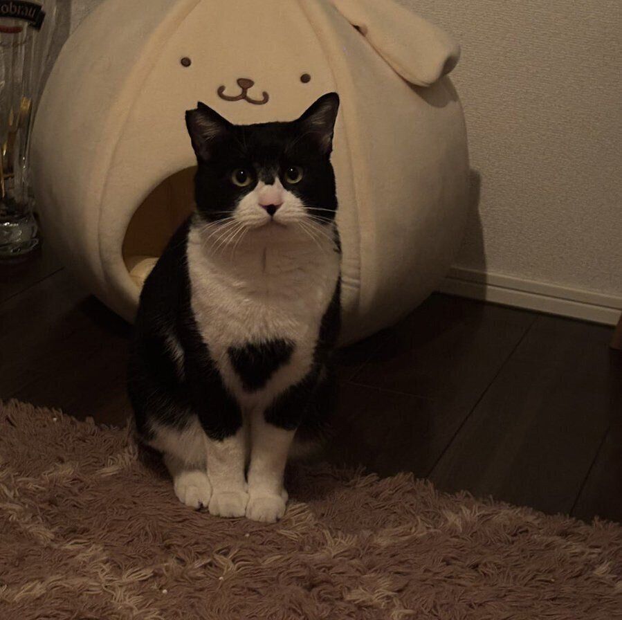 ゴハンの時間になり、キラキラした瞳で見つめるイブくん