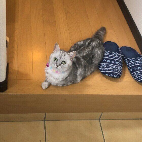 玄関で待つジルちゃん