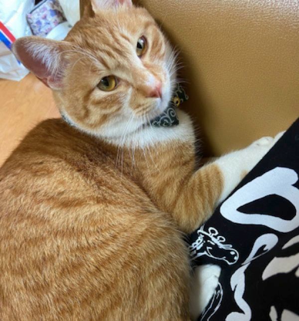 くつろぐちくわちゃん