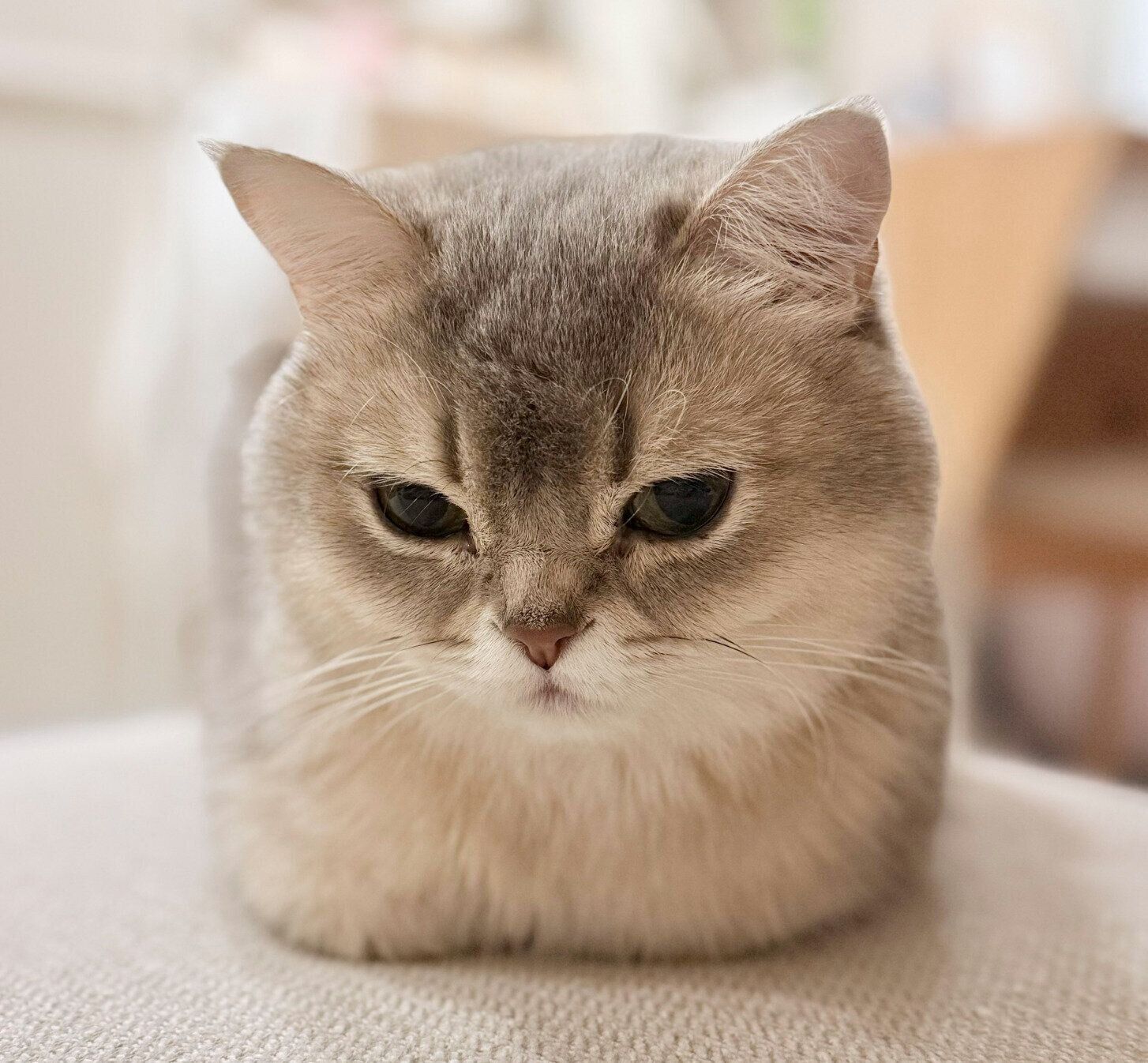 「おててないない」でくつろぐミアちゃん