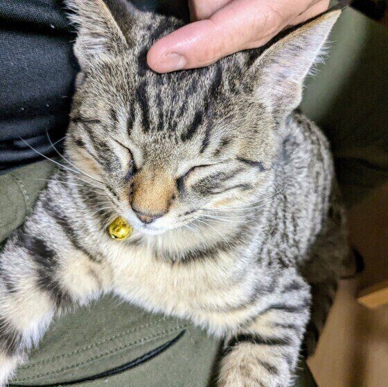 キジトラのアッシュくん