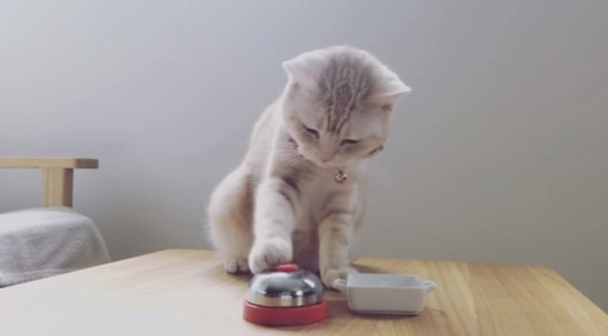 おやつが欲しいニャンコ 呼び鈴をチーンと鳴らして要求 W ねこのきもちweb Magazine おやつが欲しいニャンコ 呼び鈴をチーンと鳴らして要求 W ねこのきもちweb Magazine