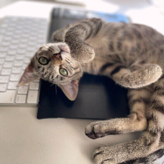 飼い主さんに甘えるキジトラ