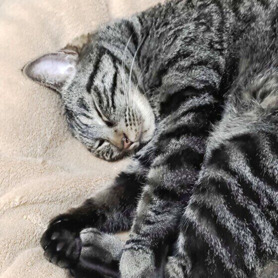 サバトラ猫のハロちゃん