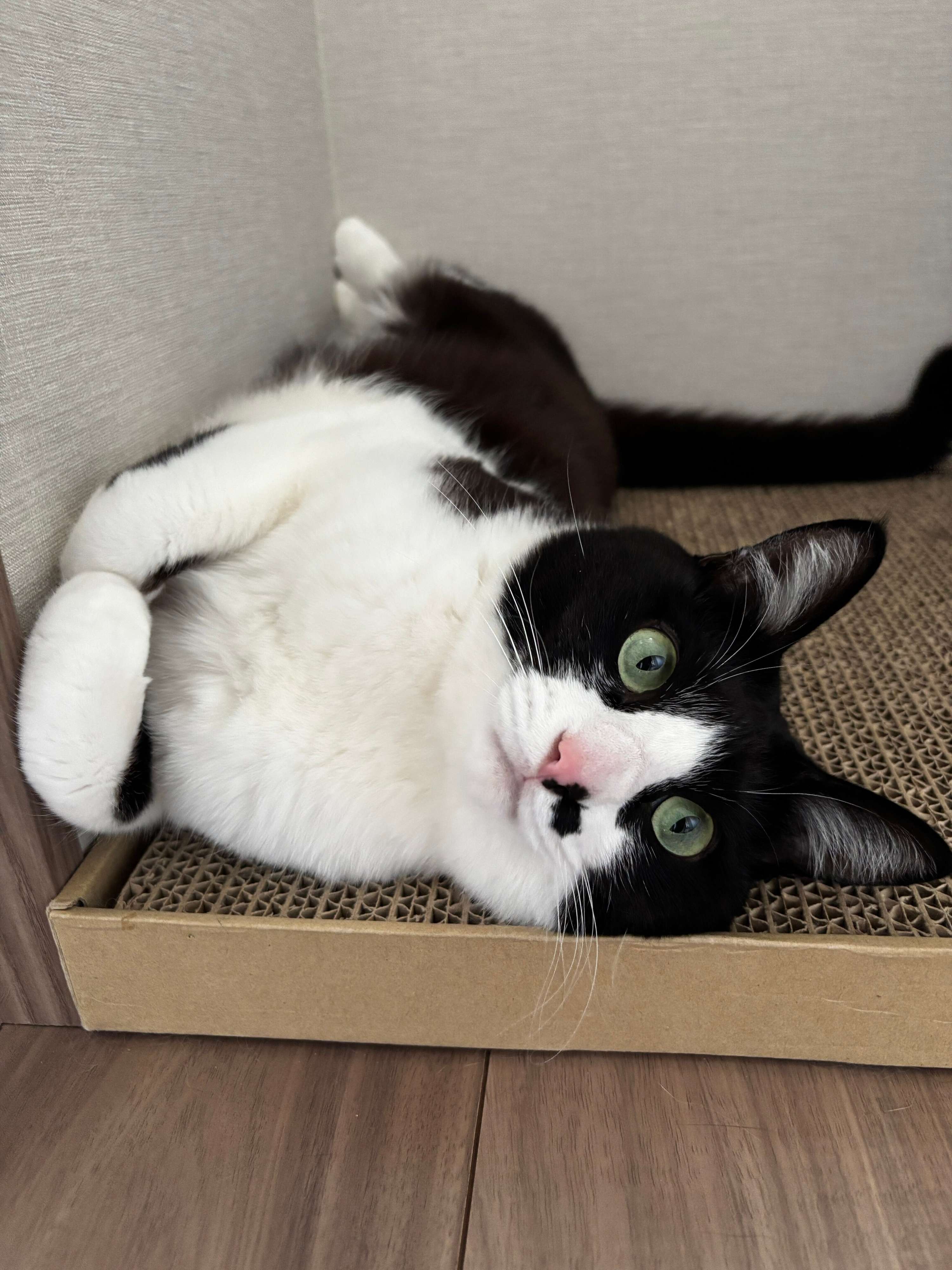 爪とぎの上に寝そべる猫